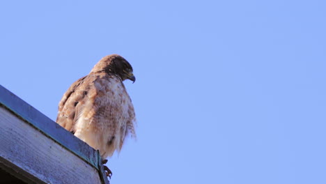 Close-Up-Of-Red-Tailed-Hawk-Resting-Above-The-Roof-Against-Clear-Sky