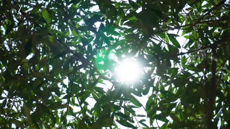 Sun-shining-with-stars-through-the-green-leaves-of-an-olive-tree-with-fruit,-branches-swaying-in-the-wind