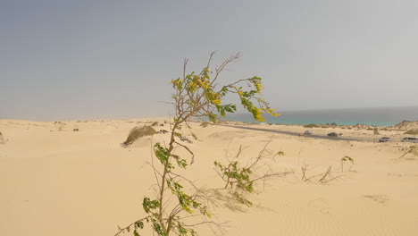 Menschenleere-Landschaft-Und-Neblige-Atmosphäre-Am-Straßenrand-Der-Insel-Fuerteventura,-Spanien---Im-Atlantik
