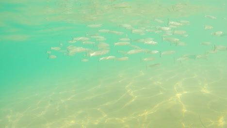 Nadando-Bajo-El-Océano-Claro-Con-Hermosos-Peces-En-Fuerteventura,-Islas-Canarias,-España