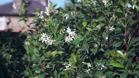 Jasmine-flowers-with-fresh-dark-green-leaves-growing-on-a-warm-sunny-day