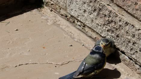 Un-Pájaro-Adulto-De-Tit-Azul-Alimentando-A-Su-Bebé