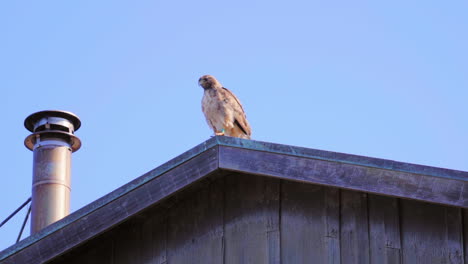 Red-Tailed-Hawk-Resting-At-The-Roof-Of-Steep-Ravine-Cabin-During-Daytime