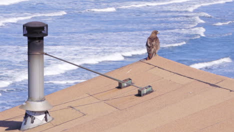 Wooden-Cabin-Chimney-And-Red-tailed-Hawk-Sitting-On-The-Roof-With-Ocean-Waves-In-The-Background