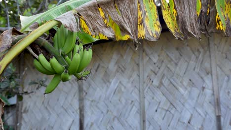 Background-of-traditional-woven-bamboo-building-with-banana-stalk-on-tree