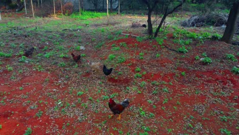 Chickens-and-cocks-walking-freely-in-nature