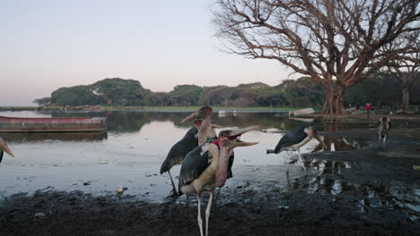 Marabou-Stork-Catching-Fish-Thrown-By-People-In-Awassa,-Ethiopia