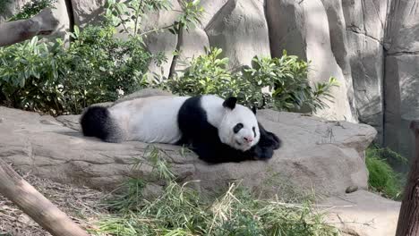 Folivore-giant-panda,-ailuropoda-melanoleuca-taking-a-nap-after-having-a-big-feast-of-delicious-bamboos-at-Singapore-zoo,-Mandai-wildlife-reserve,-Southeast-Asia