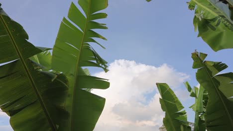 Tropical-background-green-banana-leaves-on-sunny-day-blue-sky-and-clouds