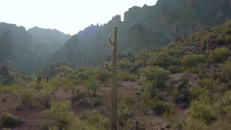 Großer,-Dünner-Saguaro-Kaktus,-Der-Glücklich-In-Der-Sonora-Wüste-Hoch-Steht