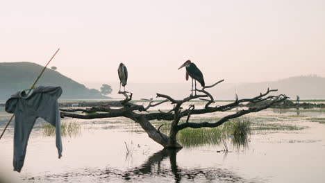 Pair-Of-Marabou-Storks-Sitting-On-A-Tree-Branch-In-The-Lake-In-Hawassa,-Ethiopia