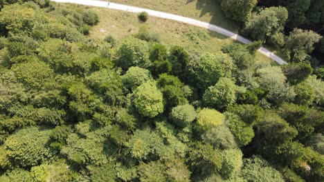 Drohnenblick-Auf-Einen-Waldweg-Auf-Dem-Land