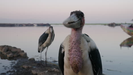 Close-Up-Of-Marabou-Stork-Standing-On-The-Banks-Of-Lake-At-Sunrise-In-Awassa,-Ethiopia