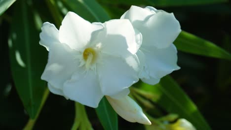 Closeup-of-White-oleander-flowers-on-a-background-of-branches