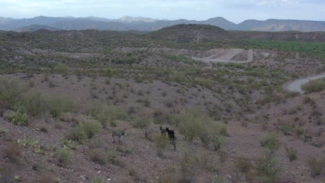 Wild-donkeys-trotting-around-in-the-desert-valley
