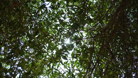 Sonne-Scheint-Mit-Sternen-Durch-Die-Grünen-Blätter-Eines-Olivenbaums-Mit-Früchten,-Äste-Wiegen-Sich-Langsam-Im-Wind
