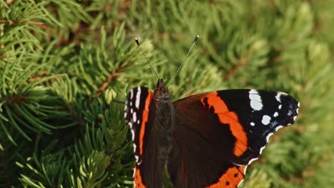 Nahaufnahme-Des-Schmetterlings-Red-Admiral,-Der-Auf-Grünen-Nadelblättern-Thront