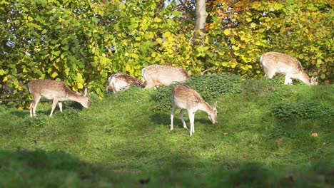 A-Group-Of-Deers-On-A-Small-Hill-Grazing-And-Maintaining-The-Grass