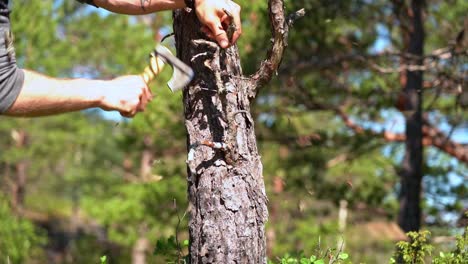 Man-using-a-small-hiking-axe-to-chop-dry-branches-from-pine-tree-and-bark-debris-flying-around---Static-slow-motion-clip-with-harsh-sunlight-during-summer-daytime