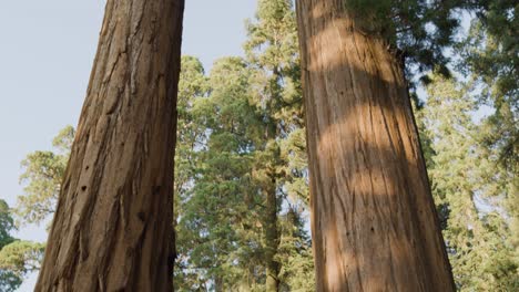 Zwei-Redwood-Bäume-Mit-Einem-Weiblichen-Modell,-Das-Die-Perspektive-Herunterschwenkt