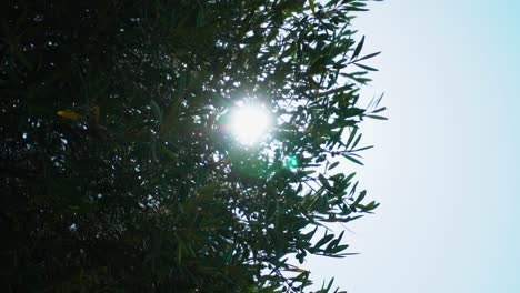 Funkelnder-Kreis-Der-Sonne,-Der-Durch-Die-Zweige-Eines-Olivenbaums-Wächst-Und-Sich-Zusammenzieht,-Der-Im-Wind-Weht