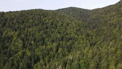 Drone-View-of-Pine-Forest-in-Selva-de-Irati-Jungle-Spain--Panning-Shot