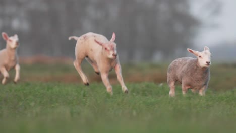 Energetic-lambs-on-green-pasture-jumps-and-runs-around,-slowmo-tracking