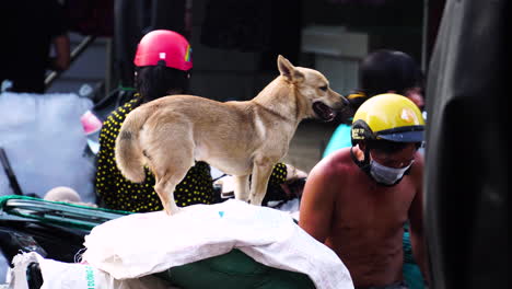 Hund-Mitten-Auf-Der-Straße-Schaut-Sich-ängstlich-Um-Und-Hat-Angst,-In-Vietnam-Nach-Fleisch-Erwischt-Zu-Werden
