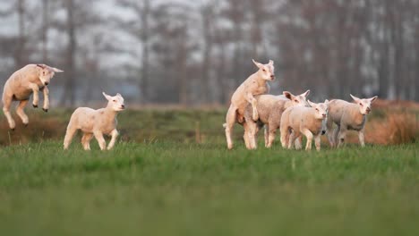 Playful-lambs-in-green-pasture-jumping-and-fooling-around