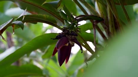 Banana-flower-on-stalk-with-growing-small-green-bananas-surrounded-by-green-leaves