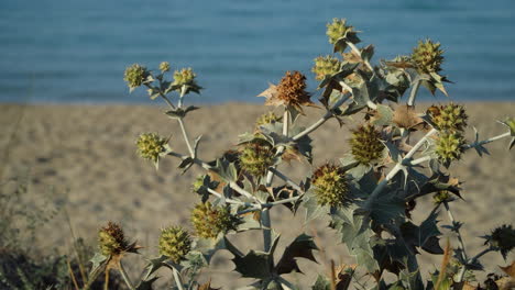 Blooming-Sea-Holly,-Eryngium-maritimum,-growing-in-sand-dunes-on-Sun-Bou-Baeach,-Menorca,-Balearic-Islands,-Spain