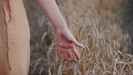 Woman-stroking-the-grass-and-strains-of-wheat-with-her-hand,-unrecognizable-lady-in-the-field,-mid-shot