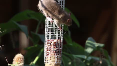 Brown-Rat-Rattus-norvegicus-on-peanut-feeder-in-back-garden