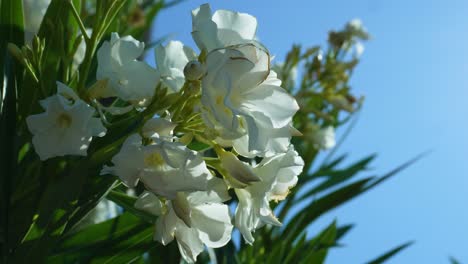 Nerium-oleander-in-bloom,-white-simplicity-bunch-of-flowers-and-green-leaves-on-branches