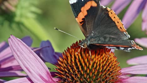 Red-Admiral-Butterfly-Sipping-Nectar-From-Pink-Coneflower-In-The-Garden