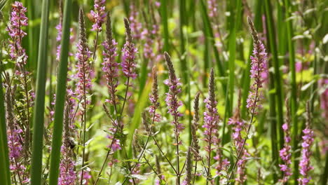 Kolibri-Clearwing-Motte,-Flug-Auf-Blumen,-Sammeln-Von-Nektarfütterung