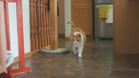 Cat-inside-house-walking-toward-viewer