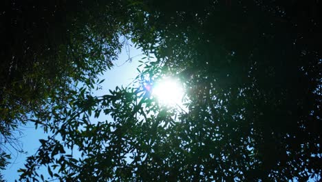 Against-the-light-shot,-large-round-sun-through-the-branches-of-an-olive-tree-waving-in-the-wind