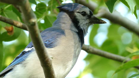 Pájaro-Bluejay-Entre-Hojas-Verdes,-Increíble-Criatura-De-Los-Bosques-Y-Campos