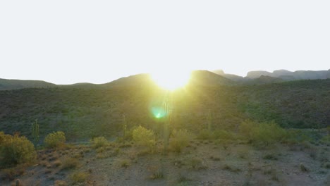 Saguaro-Cactus-cluster-standing-around-Sonoran-desert-with-sunset-background