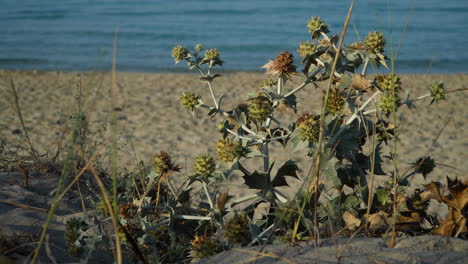Mar-Acebo-Planta-Verde-Y-Amarilla,-Eryngium-Maritimum,-Creciendo-En-Las-Dunas-De-La-Playa