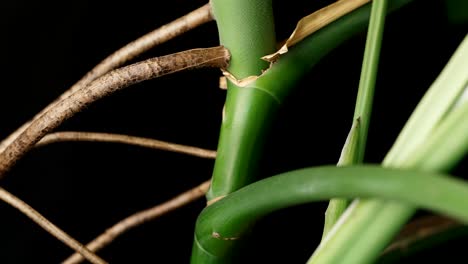 Green-Stem-And-Aerial-Roots-Of-A-Monstera-Plant