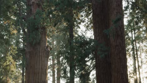 Far-back-pan-perspective-shot,-General-Sherman-Tree-world's-largest-tree