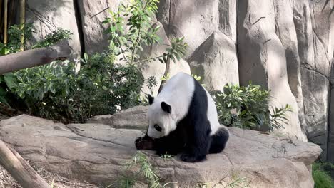 Humpback-giant-panda,-ailuropoda-melanoleuca,-woken-up-in-a-sitting-position,-yawning-and-sticking-its-tongue-out-on-stone-rock-at-Singapore-zoo,-Mandai-wildlife-reserve,-Southeast-Asia