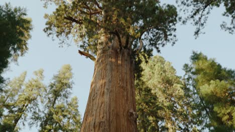 General-Sherman-Tree,-world's-largest-tree