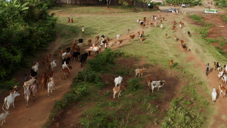 Herd-Of-Cattle-With-Calf-Walking-In-The-Rural-Town-From-Pasture-In-Jinka,-Ethiopia