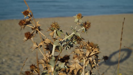 Dry-sea-holly,-eryngium-maritimum,-growing-on-the-sand-with-the-sea-in-backgroud