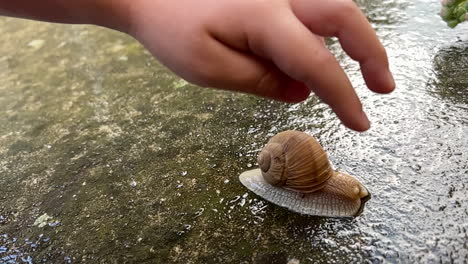 Boy-touches-garden-snail-with-finger