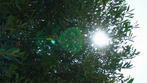 Sun-flare-ray,-strong-mid-day-sunshine-passing-through-the-olive-groves-with-fruit