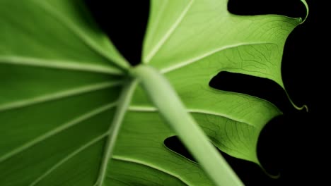 Green-Montera-Deliciosa-Leaf-Isolated-Against-Black-Background